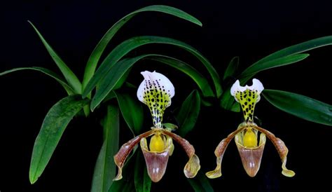 Paph Insigne Var Forstermannii Vs Paph X Nitens 2