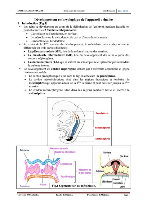 Histo 2an urinaire embryo 2022bennecer Développement embryologique de