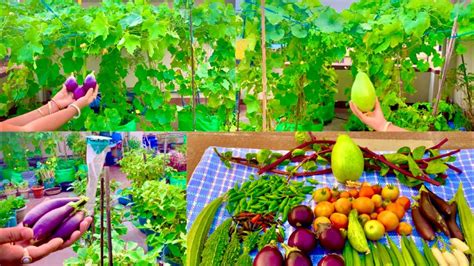 Awesome Summer Harvesting From My Rooftop Organic Vegetable Garden ...