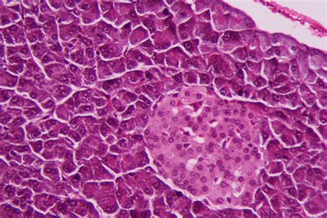 A P Hotomicrograph Of Section Of Control Rat Pancreas Showing Normal