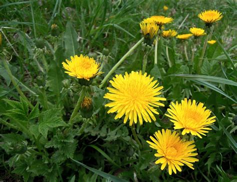 It`s Not Just A Weed The Healing Properties Of Dandelion Health Is