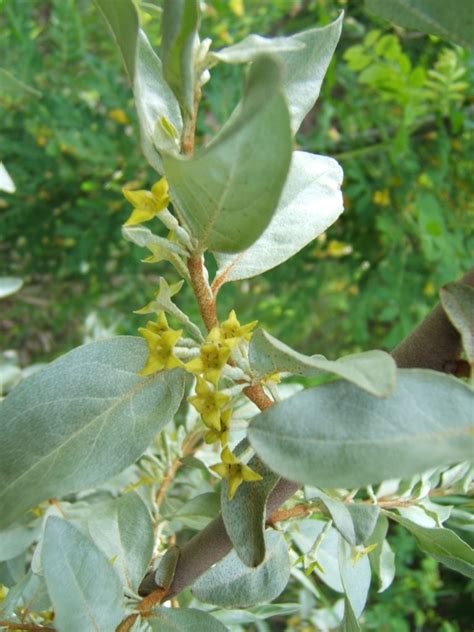 Wolf Willow Awes Agroforestry And Woodlot Extension Society Of Alberta