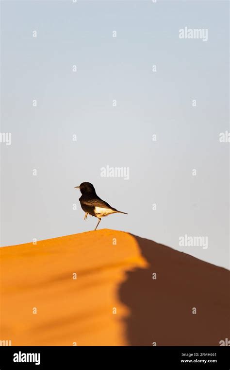 Sahara Desert Bird View Hi Res Stock Photography And Images Alamy