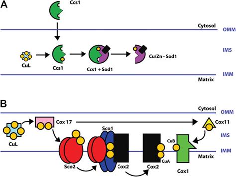 Frontiers Role Of Copper On Mitochondrial Function And Metabolism