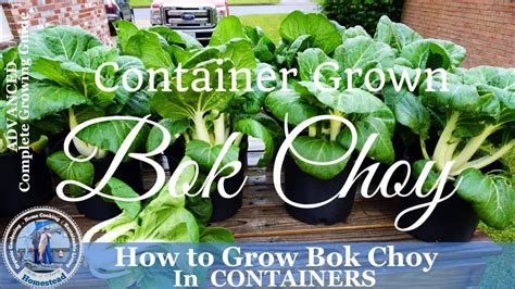 How To Grow Bok Choy In Containers Youtube