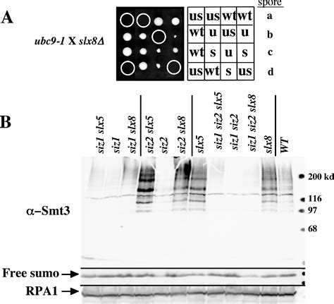 Figure From Stimulation Of In Vitro Sumoylation By Slx Slx