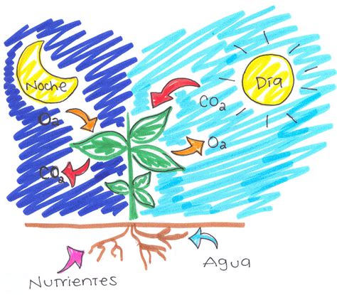 Cuaderno De Aula La Fotosíntesis Y Respiración De Las Plantas