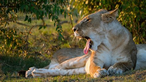 Wallpaper Animals Nature Grass Lion Wildlife Big Cats Zoo