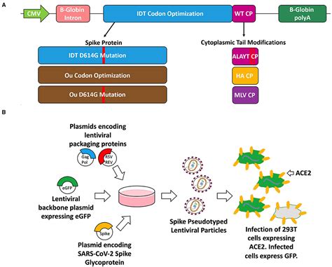 Frontiers Improved SARS CoV 2 Spike Glycoproteins For Pseudotyping