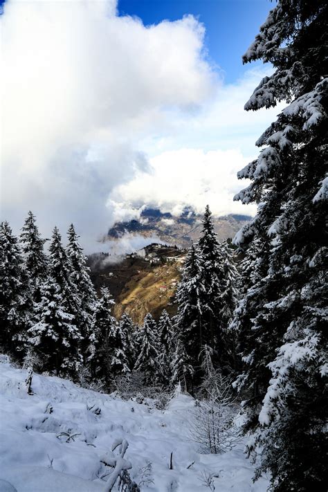 图片素材 景观 性质 森林 荒野 雪 冬季 云 阳光 山脉 松树 天气 季节 岭 首脑 阿尔卑斯山 地形