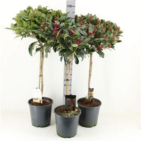 Skimmia Japonica Bloem Mix Stam 60 CM 2401002 FloraXchange