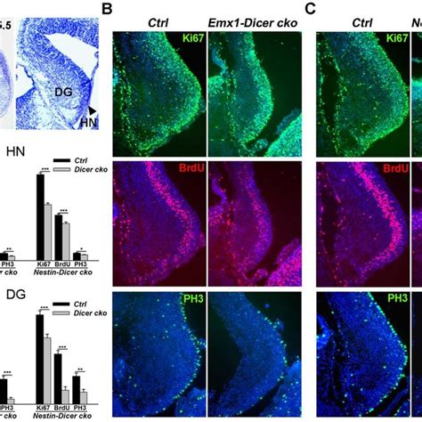 Dicer Ablation Using The Emx1 Cre Nestin Cre And Nex Cre Lines At