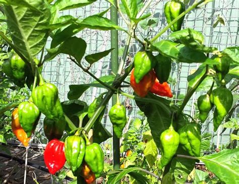 Deadly Naga Chilli - An Extreme Hot Chilli from Bhut Jolokia/Ghost Chilli Family - Rahi SeedBank