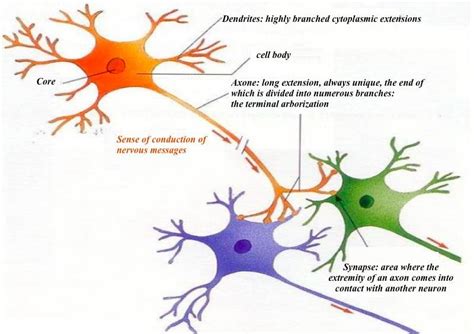 The Different Elements Of A Neuron And How The Communication Is Done