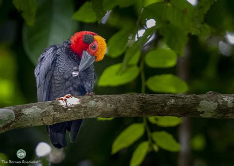 Sepilok Wildlife Borneo Eco Tours