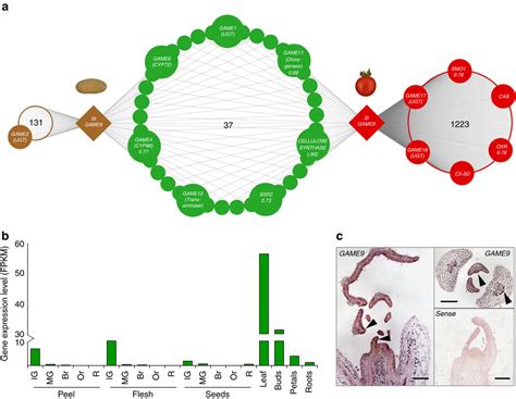 GAME9调节植物甲羟戊酸途径中甾体生物碱和上游类异戊二烯的生物合成 Nature Communications X MOL