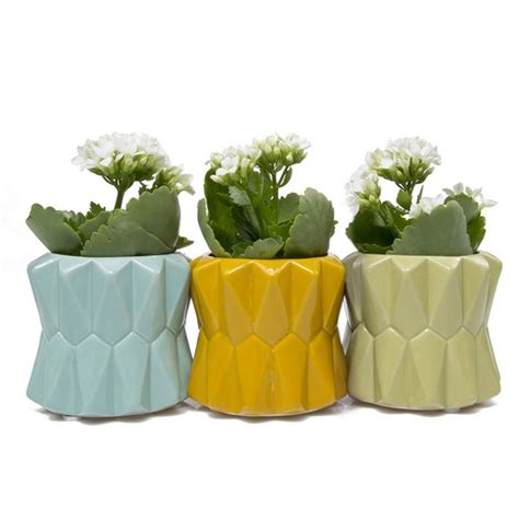 Conjunto De Vasos Para Plantas Suculentas E Cactos Coloridos