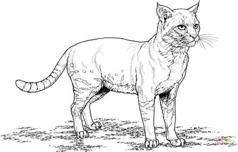 Cat coloring page | Free Printable Coloring Pages