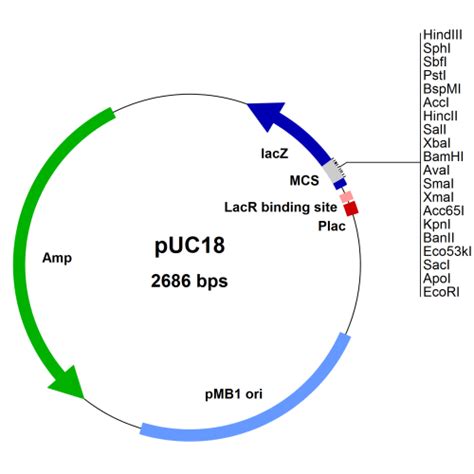 Puc