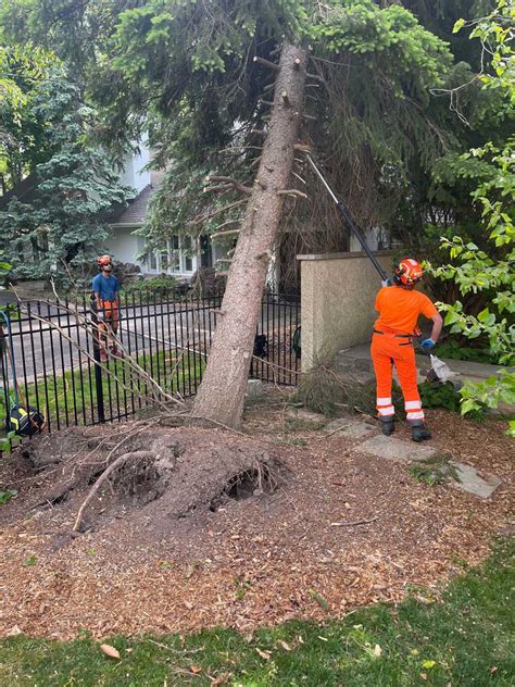 Neighbour Tree Fell On My House! Now What? • Vista Tree