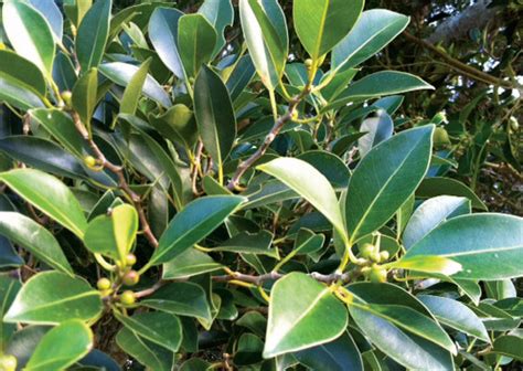 Small Leaved Fig Ficus Obliqua Trees By Plant Native