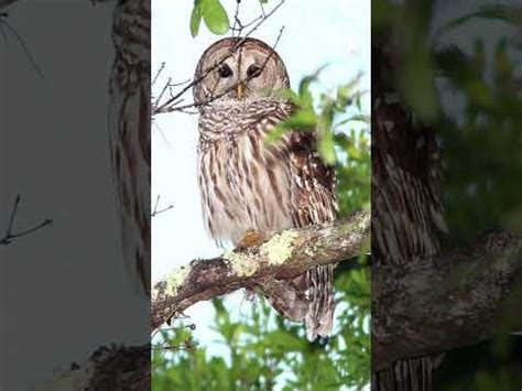 Barred Owl Hooting Video: Haunting Nature Sounds : r/RelaxationLounge