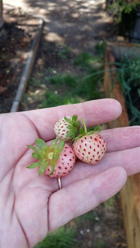 How To Grow Pineberries The Strawberry That Tastes Like Pineapple