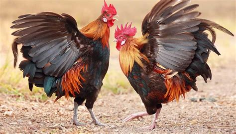 Our 13 Favorite Rooster Breeds (Including Pictures) (2021)