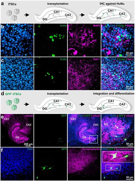 Itscs Differentiate Into Glutamatergic Neurons After Transplantation