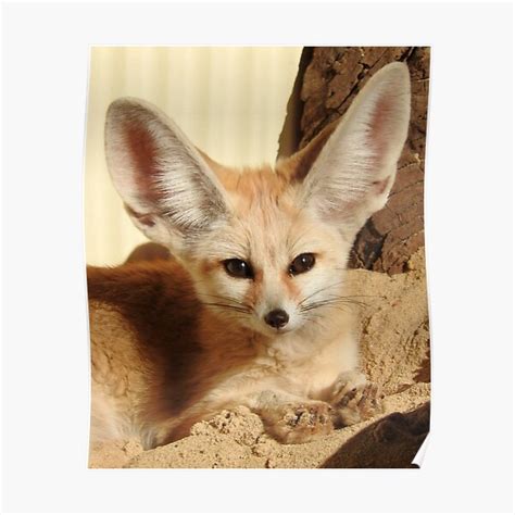 Fennec Fox Poster For Sale By Kirstybush Redbubble