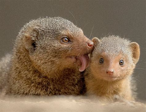 Mongoose: Habitat, Behavior, Diet, Conservation & Interesting Facts