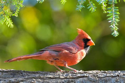 The Story of Northern Cardinal - West Virginia State Bird