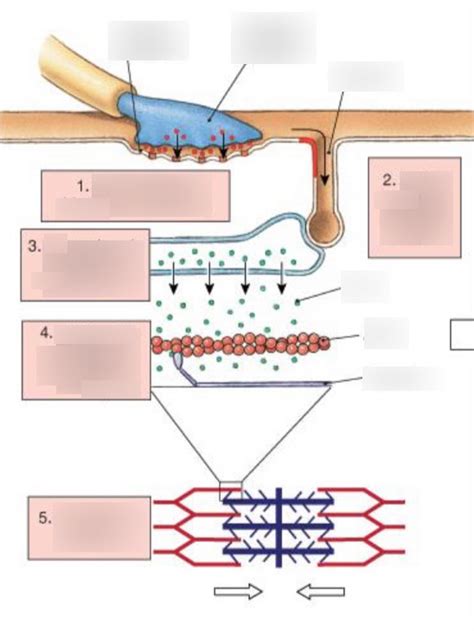 Steps of muscle contraction Diagram | Quizlet