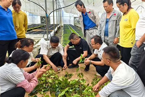 云南省林业和草原科学院在弥勒市开展特色乡土树种选择及应用培训 科技服务 成果转化 云南省林业和草原科学院