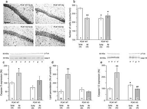 Figure 3 From Mice Knock Out For The Histone Acetyltransferase P300