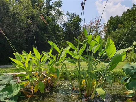 Thalia Dealbata Powdery Alligator Flag Aquatic Plants Nursery