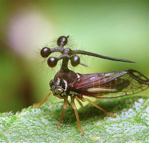 Brazilian Treehopper : r/natureismetal