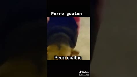 Perro Guaton Meme Tik Tok 3 YouTube