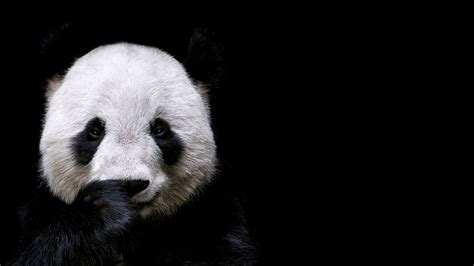 Pandas Off the ‘Endangered’ Species List, But Still ‘Vulnerable’