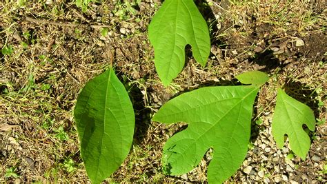 Sassafras | Native Roots