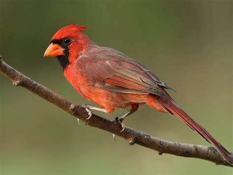 Central Texas Backyard Birds Travis Audubon