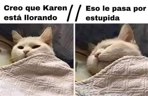 Pin De La Hierberita En A Memes Gatitos Divertidos Humor Divertido