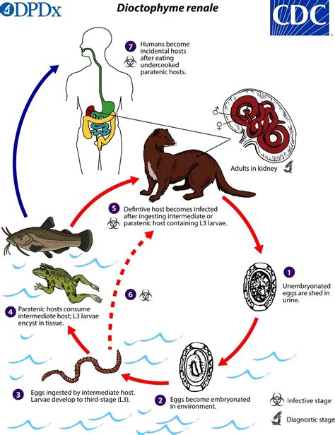 Naegleria Fowleri Life Cycle