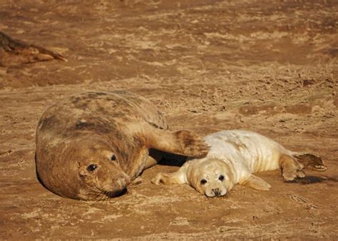 Visiting Baby Seals At Donna Nook Nature Reserve • Life Of Y