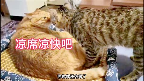 看着肥猫躺凉席上小猫咪也想躺，抢不过肥猫！ Youtube