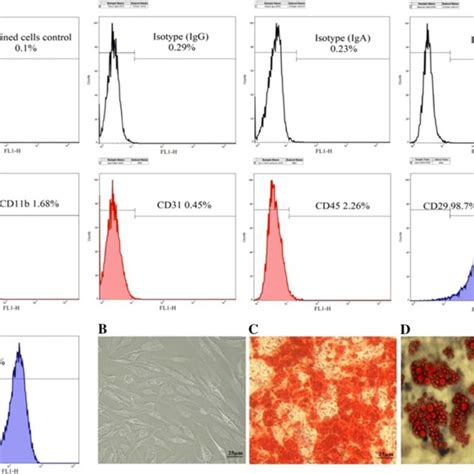 Flow Cytometry Characterization And Multipotency Confirmation Of