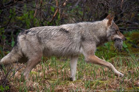 Wolf | Denali National Park, Alaska. | Ron Niebrugge Photography