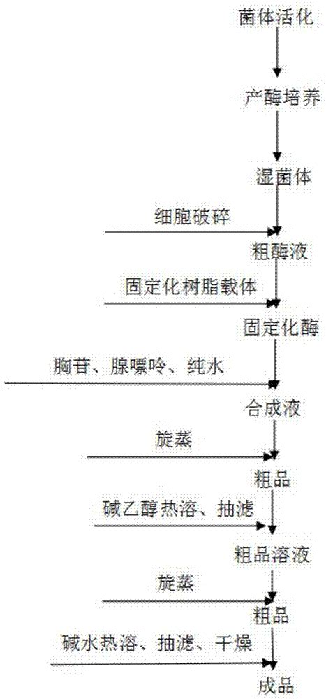 利用密西根克雷伯氏菌合成2’-脱氧腺苷的方法与流程_2