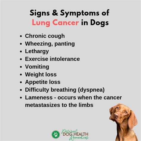 Lung Cancer in Dogs - Symptoms, Causes, Treatment