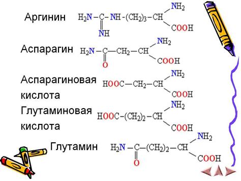 Аспарагиновая кислота